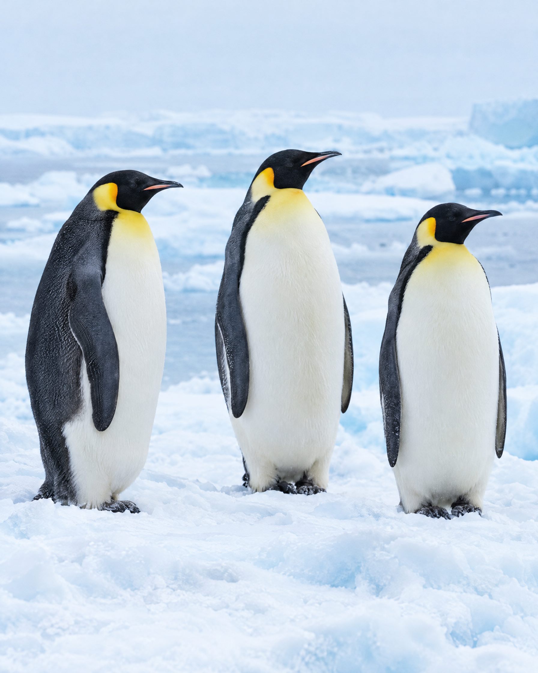 Emperor penguins standing on Antarctic ice